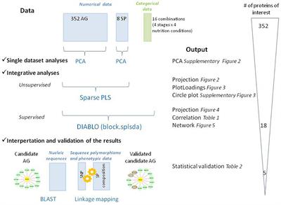 Proteomic Data Integration Highlights Central Actors Involved in Einkorn (Triticum monococcum ssp. monococcum) Grain Filling in Relation to Grain Storage Protein Composition